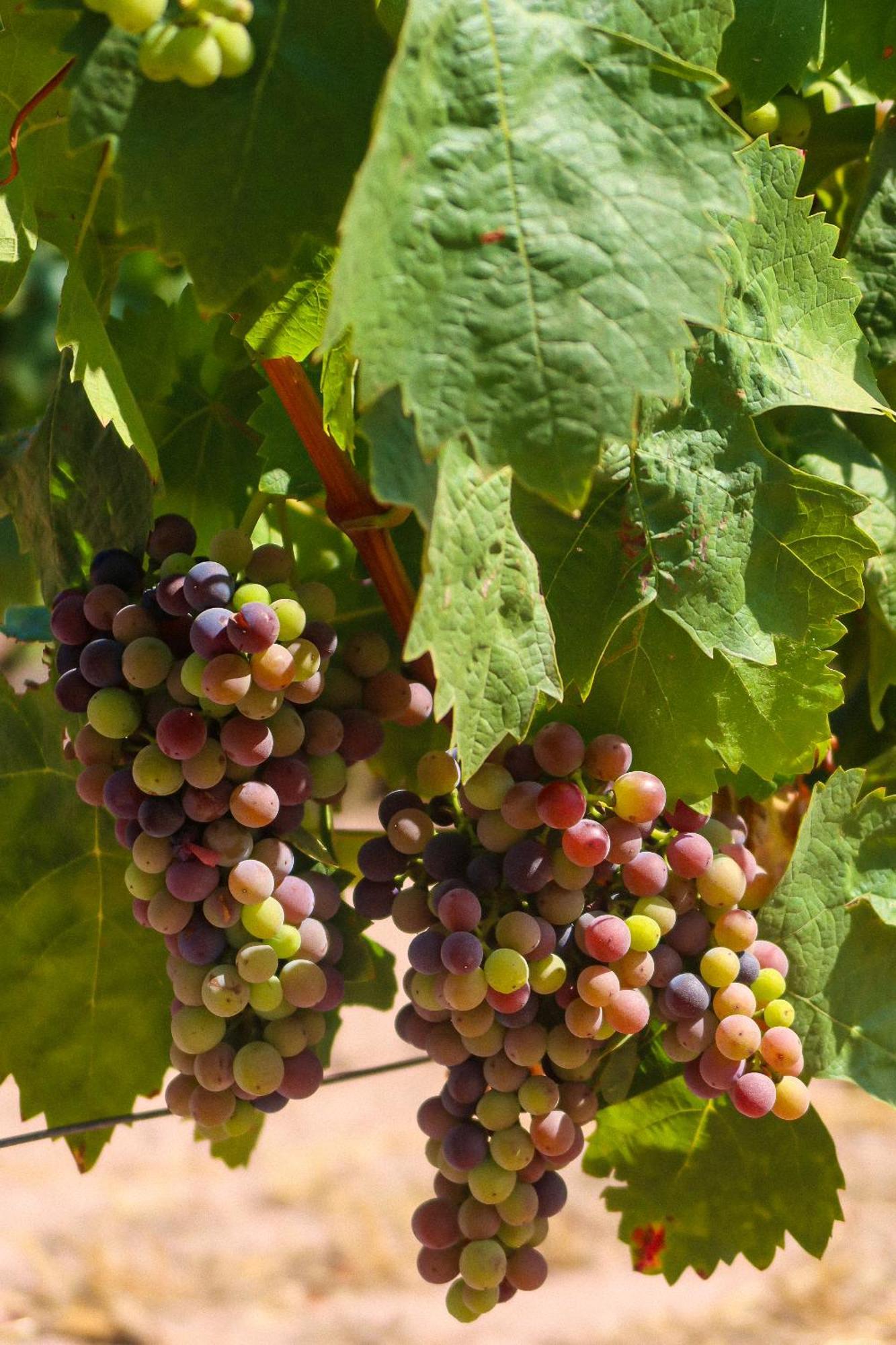 La Bastide Du Clos Des Roses - Teritoria Fréjus المظهر الخارجي الصورة